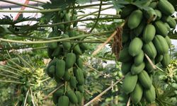 Tescillenen 8 tropikal meyve çeşidi tarım ekonomisine kazandırıldı