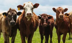 2026 Besilik Sığır İthalatı Başvuruları Başladı