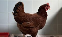 Yumurtacı tavukların kafes standartlarında değişikliğe gidildi