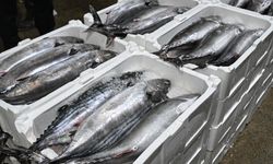 Marmara Denizi'nde torik bolluğu