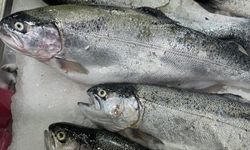 Türk somonu ihracatı 520 milyon doları aştı