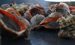 Türkiye'nin deniz salyangozu ihracatı 20,9 milyon doları aştı