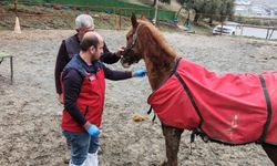 Sağlıklı Nesiller İçin Veteriner Hekimler Sahada