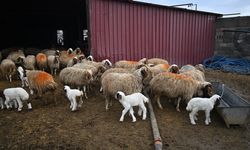 Depremde hayvanlarını kaybeden besici, devlet desteğiyle üretimini katladı
