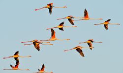 Adana, Hatay, Mersin, Kayseri, Osmaniye ve Niğde'de 287 bin 254 su kuşu sayıldı