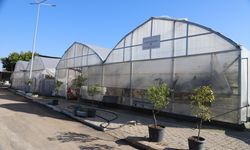 Akdeniz ilçesinde peyzajda kullanılan süs bitkileri belediyenin seralarında üretiliyor