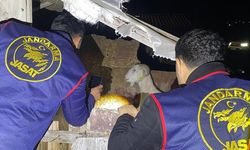 Manavgat'ta küçükbaş hayvan çaldıkları iddiasıyla 4 şüpheli yakalandı