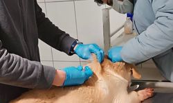 Elbistan Belediyesi’nden Yaralı Sokak Hayvanına Anında Müdahale