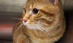 Evcil kedilerdeki kanser araştırmalarının, insanların tedavisinde umut olabileceği bildirildi