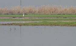 Kahramanmaraş’ta Kuruyan Gavur Gölü Yeniden Hayat Buldu