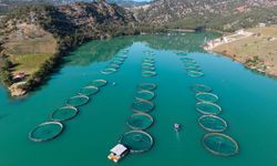 Kahramanmaraş’ta Barajlarda Üretilen Somon ve Alabalık İhraç Ediliyor