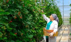 Seralarda sel felaketine Elara Tarım’dan dirençli çözüm