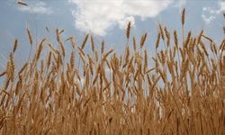 TMO lisanslı depolardaki buğdayı günlük satışa açıyor