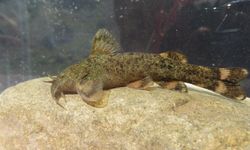 Türkiye'de tatlı su balıkları tehlike altında