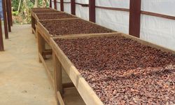 Türkiye'den kakao ihracatında rekor