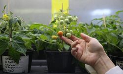 Uzay tarımı için Türkiye'den önemli adım