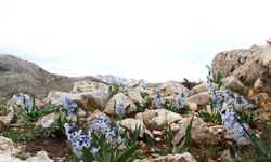 Afşin’de Baharın Habercisi: Kaya Sümbülleri Gün Yüzüne Çıktı