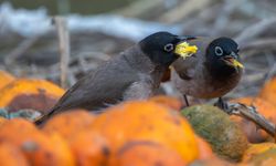 Adana'da ağaçlardan düşen narenciyelerle beslenen Arap bülbülleri görüntülendi