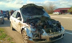 Adana'da otomobilin çarptığı 7 koyun telef oldu