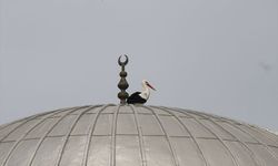 Antalya'da cami kubbesindeki leylek yuvası güvenli alana taşındı