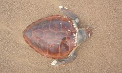 Antalya'da ölü caretta caretta sahile vurdu