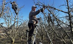 Isparta'da meyve bahçelerinde budama yapılıyor