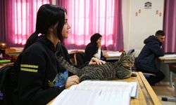 Liselilerle derse giren kedi 'Pakize' okulun 470'inci öğrencisi oldu