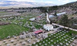 Mersin'de çiçek açan erik ağaçları havadan görüntülendi
