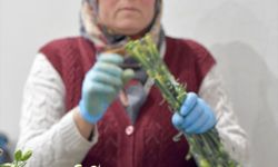 Türkiye'den Dünya Kadınlar Günü için 35 ülkeye 80 milyon dal çiçek