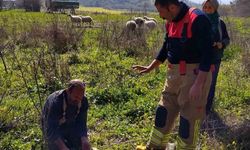 Defne'de kuyuya düşen kuzuyu itfaiye kurtardı