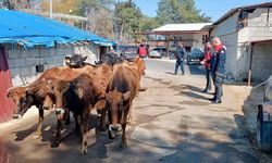 Kumlu'da yerli ırk hayvanlarla büyükbaş yetiştiriciliği yapan işletme incelendi