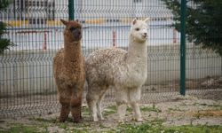 İpsala Sınır Kapısı'nda aralarında alpakaların da olduğu cins hayvanlar ele geçirildi