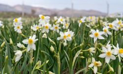 Baharın habercisi nergisler çiçek açtı