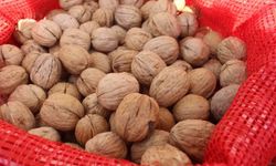 TİGEM 20 ton mahsul ceviz satacak