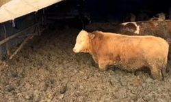 Çorum'da hayvan refahına aykırı davranan işletmeye idari para cezası kesildi