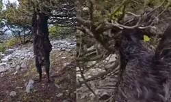 Ağaca Takılan Keçi Telef Oldu