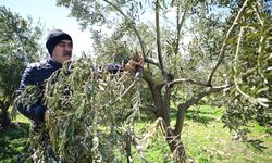 Kahramanmaraş'ta Zeytin Üreticilerine Uyarı