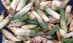 Kayalıklarda Yetişiyor, Sofralara Lezzet Katıyor: Çiriş Otu