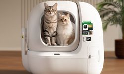 Kedilerin Gizli Dünyasına Yapay Zeka Merceği: Hastalıklar Artık Saklanamıyor