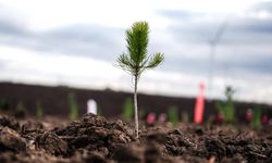 Türkiye'de bu yıl 600 milyon fidan toprakla buluşturulacak