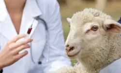 Afşin’de Kuzu ve Oğlak Desteklemesi İçin Aşı Şartları Açıklandı