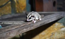 Kaçak bakılan 33 'uçan sincap' rehabilitasyona alındı