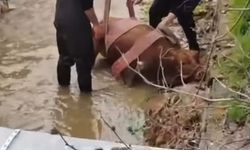 Su Kanalına Düşen Büyükbaş İtfaiye Ekiplerince Kurtarıldı