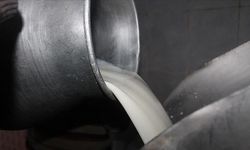 Toplanan inek sütü miktarı ocakta 944 bin 926 ton oldu