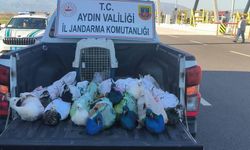 Aydın'da yolcu otobüsünde 12 tavus kuşu ele geçirildi