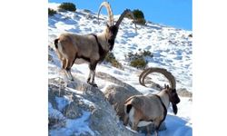 Afşin ve Çevre İlçelerde Yaban Keçileri Görüntülendi