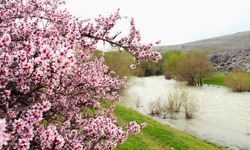 Afşin’de Görsel Şölen: Hurman Çayı Pembe Çiçeklerle Canlandı