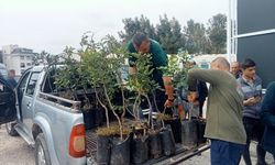 Alanya'da üreticilere 5 bin keçiboynuzu fidanı dağıtıldı