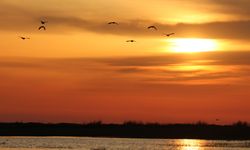 Hatay'da koruma altındaki Milleyha Sulak Alanı göçmen kuşların uğrak noktası oluyor