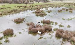 Isparta'da 'baharın habercisi' leylekler sulak alanda görüntülendi